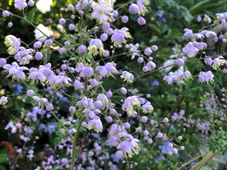 China-Wiesenraute (Thalictrum delavayi)