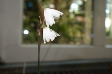 Acis autumnalis (Herbst-Konotenblume)