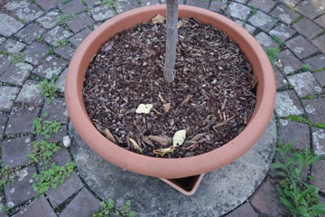 Abdeckung mit Pinienrinde. Auf dem Pflaster macht sich der Horn-Sauerklee breit.