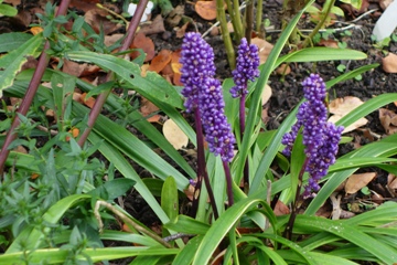 Liriope muscari (Glöckchentraube)