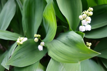 Maiglöckchen (Convallaria majalis)