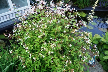 Die Nördliche Dreiblattspiere in voller Blüte