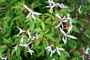 Gillenia trifoliata (Nördliche Dreiblattspiere)