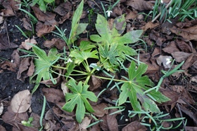 Die noch kleine Fatsia jap. 'Spider's Web' zeigt z.T. schwarze Blattflecken