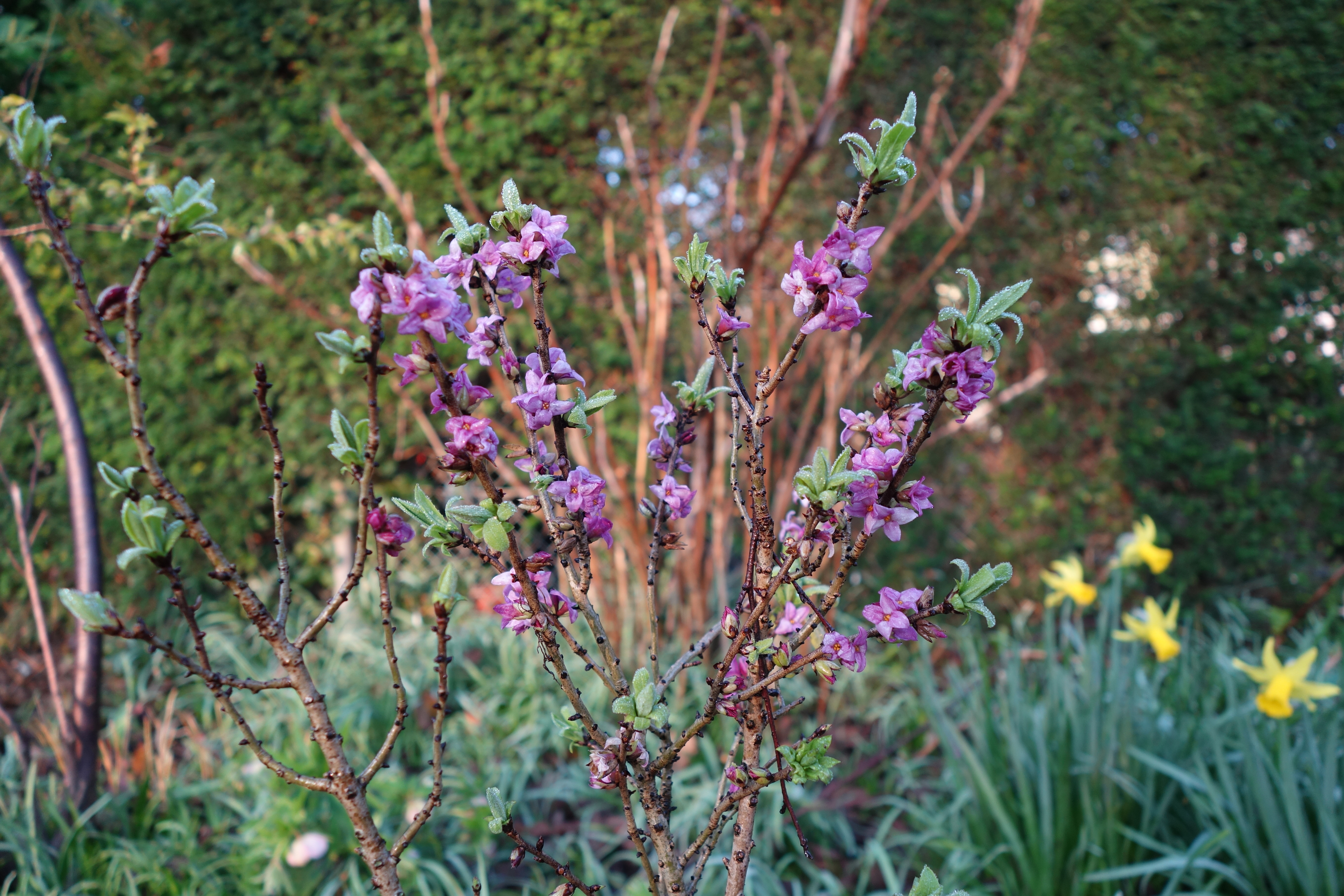 Auch im Frühlingsregen ist der Seidelbast schön anzusehen.  Farblich besser als die Narzissen, die sich hier eingeschmuggelt haben, passen die nicht auf dem Bild zu sehenden verschiedenen Nieswurze.