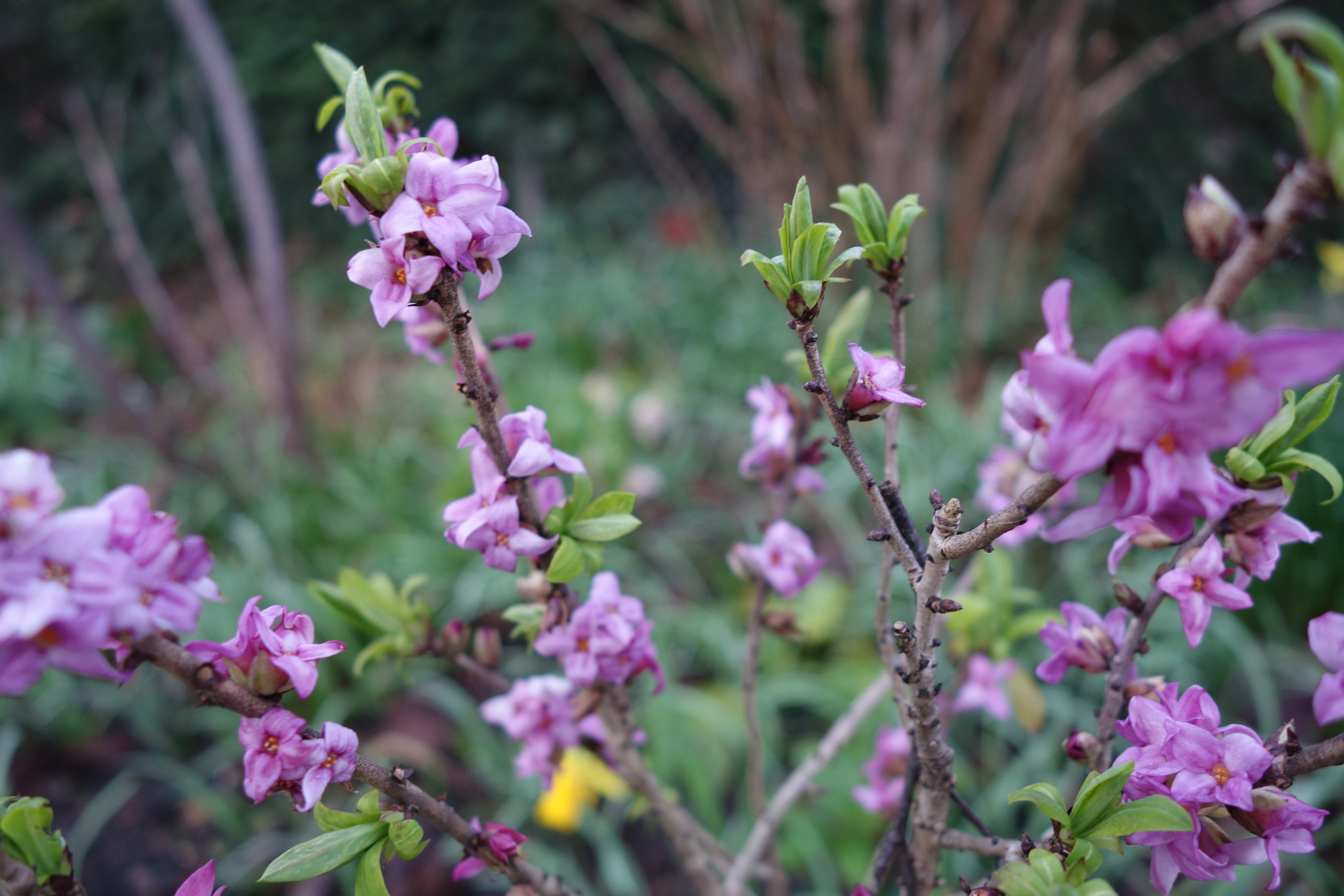 Der Seidelbast wächst nicht sehr in die Breite.