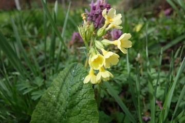 Hohe Schlüsselblume /(Primula eliator)
