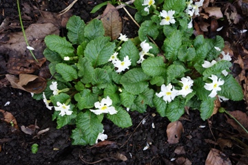 Teppichprimel 'Schneeriesin', vor zwei JPahren zwei Pflanzen gesetzt, jetzt Fläche von 30 x15 cm. Man sieht den Schneckefraß
