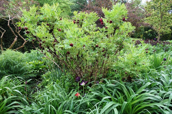 "Mein" Ableger iin der GDS- Staudenrabatte im Dortmunder Rombergpark ist am sonnigen Standort zu einem breiten Busch geworden; in mein Garten ist der Strauch im Schatten höher und schmäler 