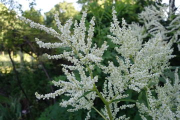 Knöterich Aconogonon speciosum 'Johanniswolke'