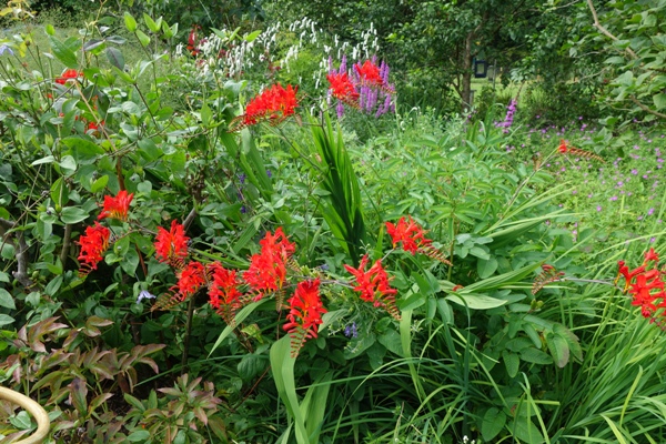 'Lucifer' im Hochstaudenbeet mit Blutweiderich (Lythrum salicaria), Hohem Wiesenknopf (Saguisorba tenuifolia) und Rose 'Schneewittchen'