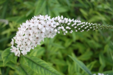Schneefelberich (Lysimachia chlethroides)
