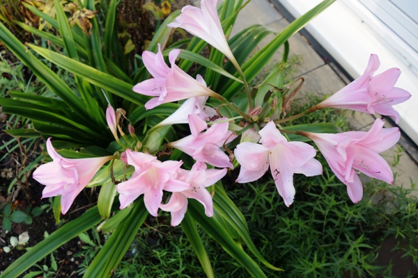 Hakenlilie (Crinum powellii) Foto: 06.09.2024