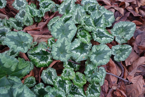 Herbstalpenveilchen (Cyclamen hederifolium) mit vielen "Weihnachtsbäumen"