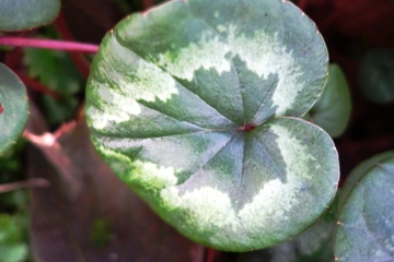 Frühlingsalpenveilchen  (Cyclamen coum) mit "Weihnachtsbaum"