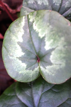 "Weihnchstbaum" auf dem Blatt des 'Frühlingsalpenveilchens (Cyclamen coum)
