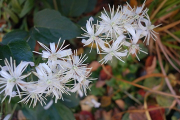 Sternengeflimmer der Teppichwaldrebe