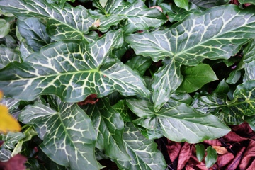 Das eindrucksvolle Blattwerk des Geaderten oder auch Italienischen Aronstabs (Arum italicum)