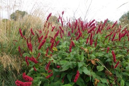 Deschampsia und Staudenknöterich im Garten Alst