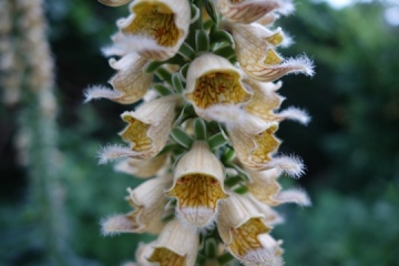Rostfarbener Fingerhut (Digitalis ferruginea)