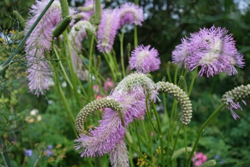 Japan Wiesenknopf (Sanguisorba hakusanensis 'Pink Brushes‘)