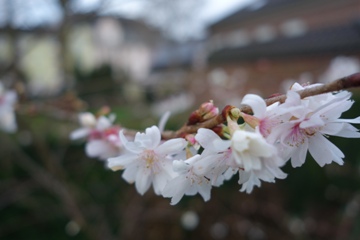 Winterkirsche (Prunus subhirtella 'Autumnalis')