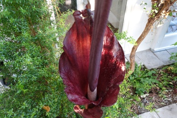 Teufelszunge (Amorphophallus konjac)