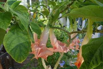 Gefüllte Engelstrompete (Brugmansia)