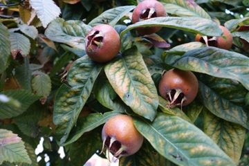 Mispel (Mespilus germanica) Fruchtbehang 