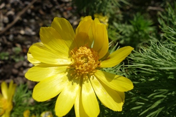 Frühlingsadonsiröschen (Adonis vernalis)