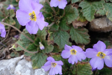 Serbischer Felsenteller (Ramonda serbica)
