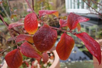 Kulturheidelbeere (Vaccinum corymbosum) im Herbstschmuck
