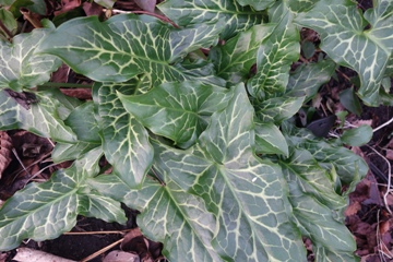 Arum italicum (Italienischer Aronstab) mit schöner weißer Blattzeichnung auch im Winter