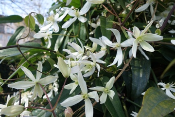 Clemtis armandii mit im März duftenden Blüten