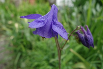 Heimische Akelei (Aquilegia vulgaris)