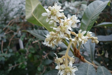 Japanische Wollmispel (Eriobotrya japonica)