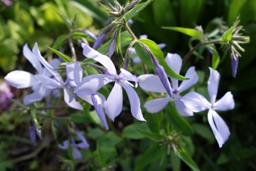 Waldphlox (Phlox divaricata)