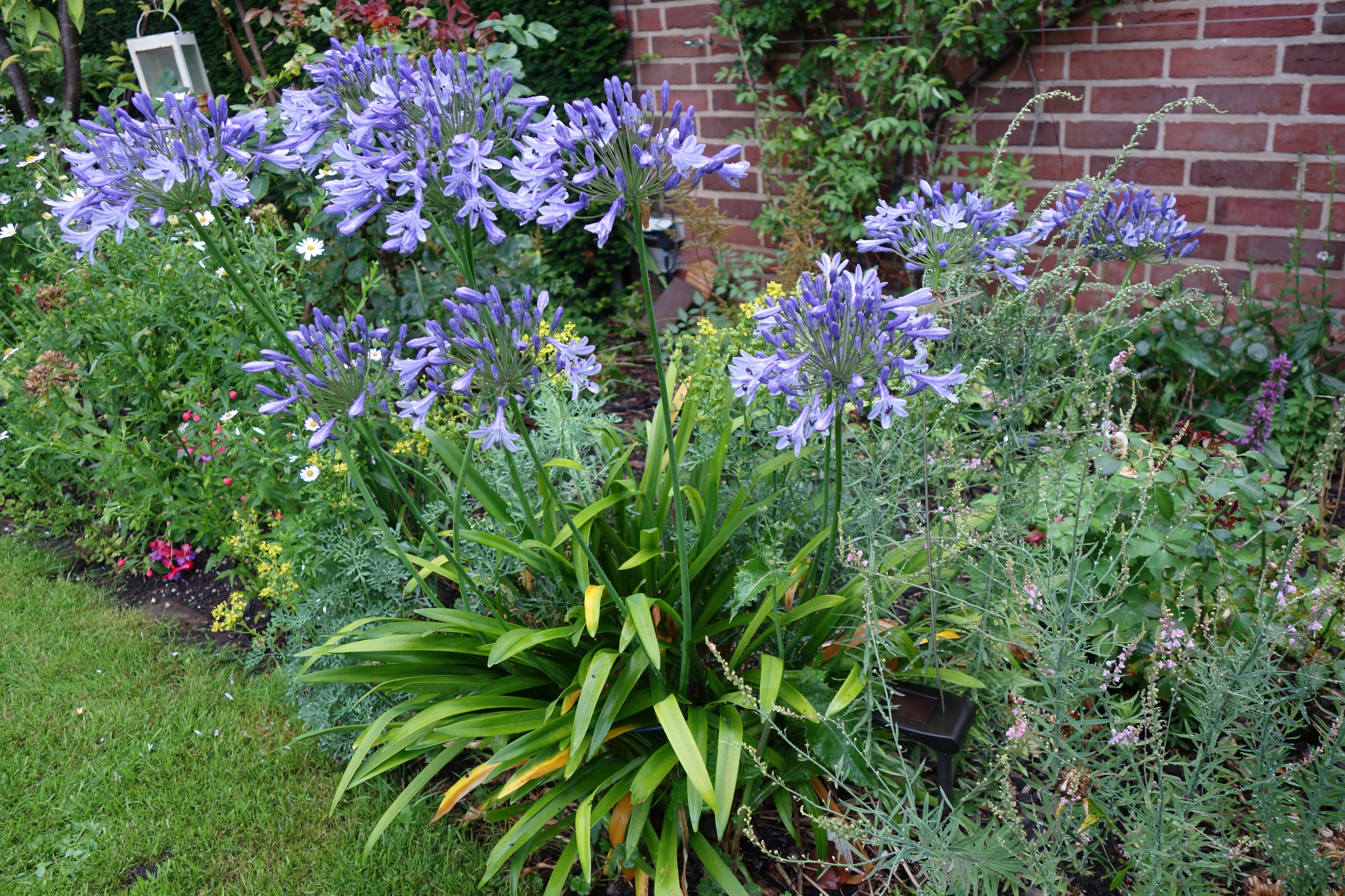 Agapanthus 'Mr. Brouwer' ist in meinem Garten bisher winterhart