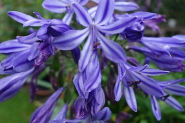 Großer Agapanthus (Schmucklilie) im Kübel - Einzelblüten