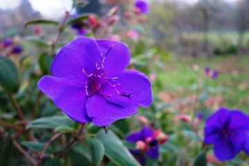 Tibouchina urvilleana