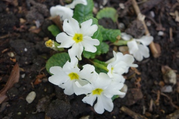 Noch einmal 'Scnneeriesin' in voller Blüte 