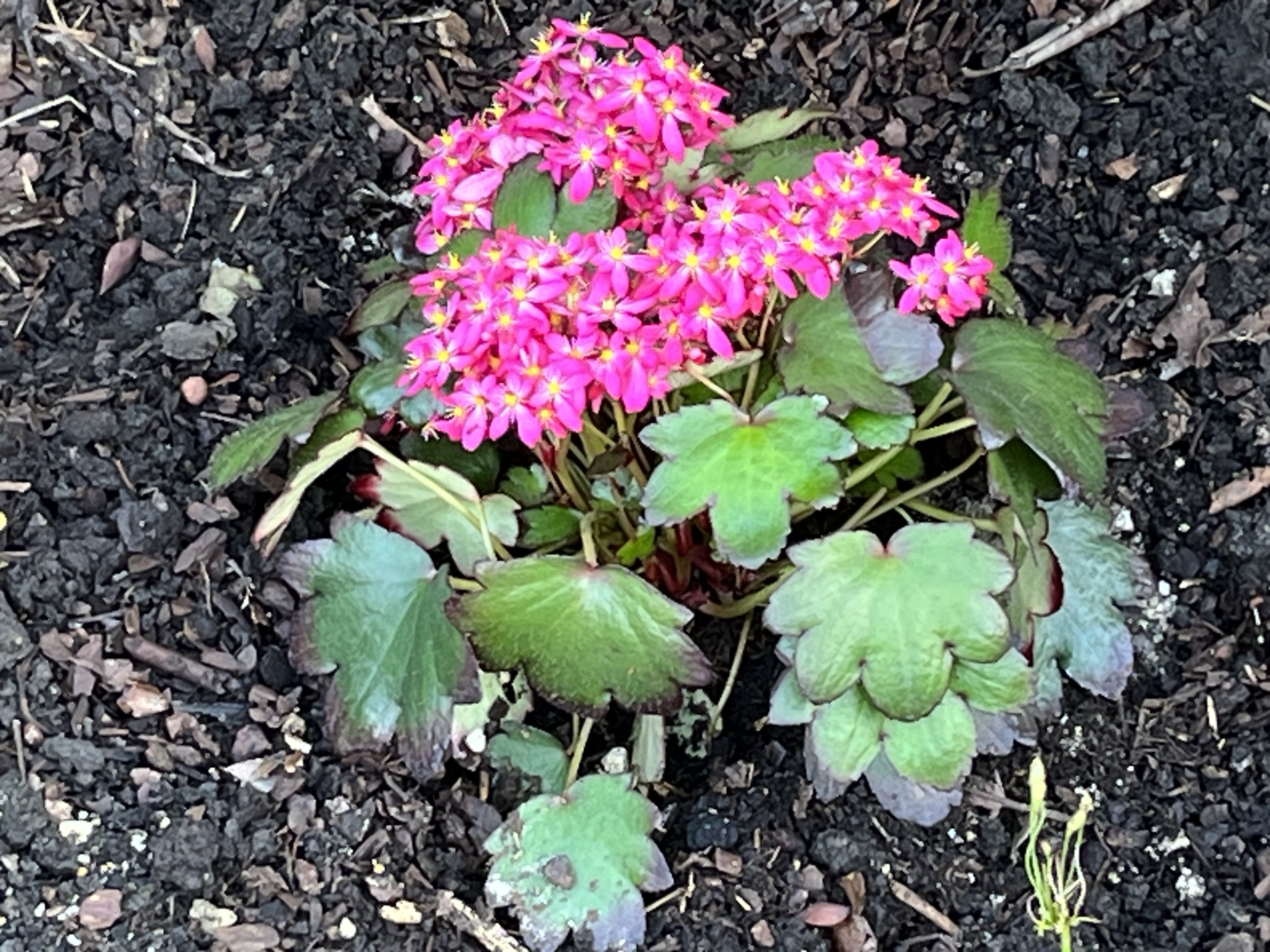 Filigrane Schönheit: Saxifraga cortusifolia