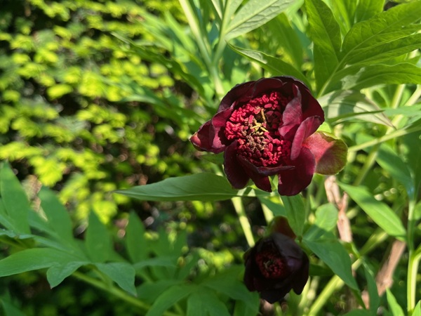 Paeonia delavayi leuchtet im Sonnenlicht
