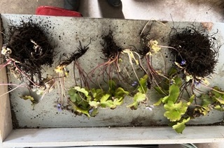 Es sind fünf Pflanzen nach der Teilung. Im nächsten Frühjahr wird sich zeigen, ob ich es richtig gemacht habe.