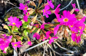 Karminrot ist die Blüte der Rosenprimel
