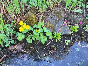 Die Blüte der Rosenprimel geht, die der Sumpfdotterblume kommt.