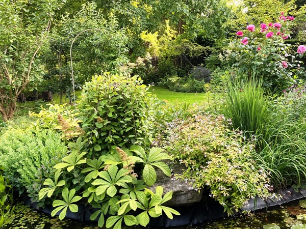 Ensemble am Teichrand Anfang Juli: Abblühende Gillenia trifoliata mit Fiederförmigem Schaublatt (Rodgersia pinnata), Hängender Kätzcnenweide (Salix caprea), Hoher Fetthenne (Sedum telephium) und aufwachsender Rutenhirse (Panicu m virgatum)
