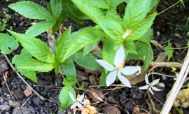 Erste wenige Blüten der im letzten Jahr gepflanzten Südlichen Dreiblattspiere (Gillenia stipulata)