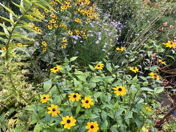 Rudbeckia triloba, hinten von links: Helenium 'El Dorado' (Sonnenbraut), Kalimeris - eigene Selektion (Schönaster), Molinia caerulea 'Heidebraut' (Gewöhnl. Pfeifengras), umrahmt vo einem abgeblühten Stängel von Lilium henryi (Riesentürkenbund)