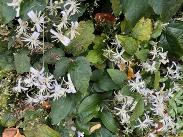Anfang Oktober lässt dei Blüte nach